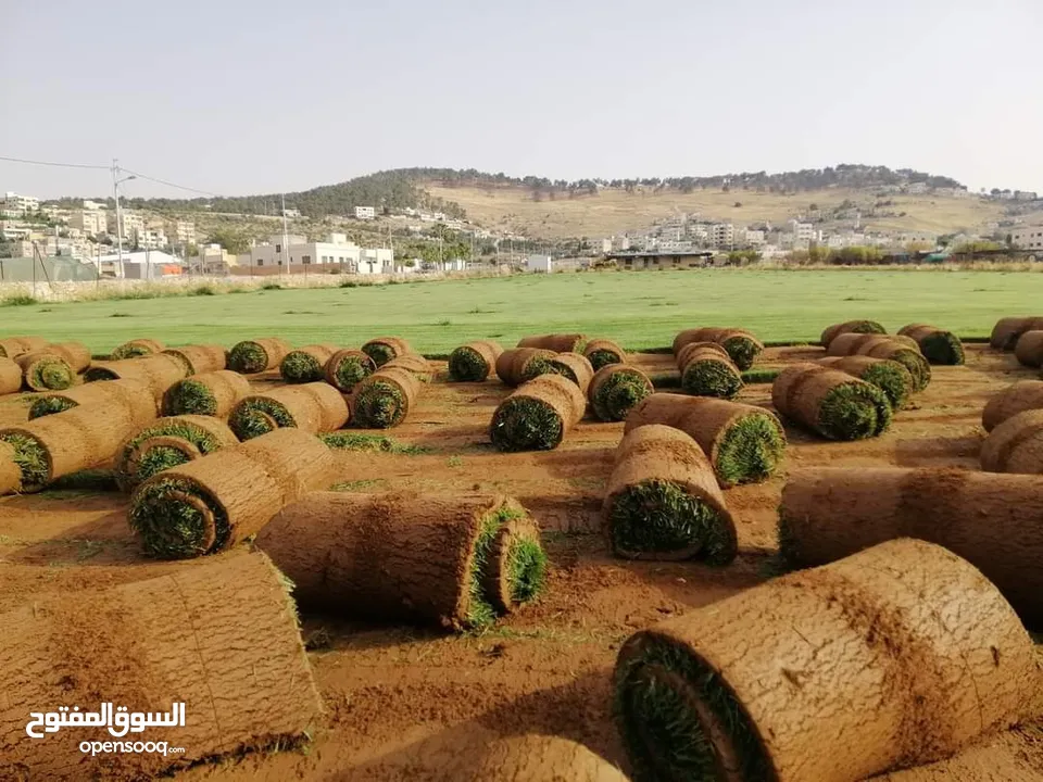 كافة أصناف اشجار الزينه