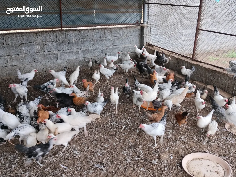 دجاج فرنسي بيور + عماني