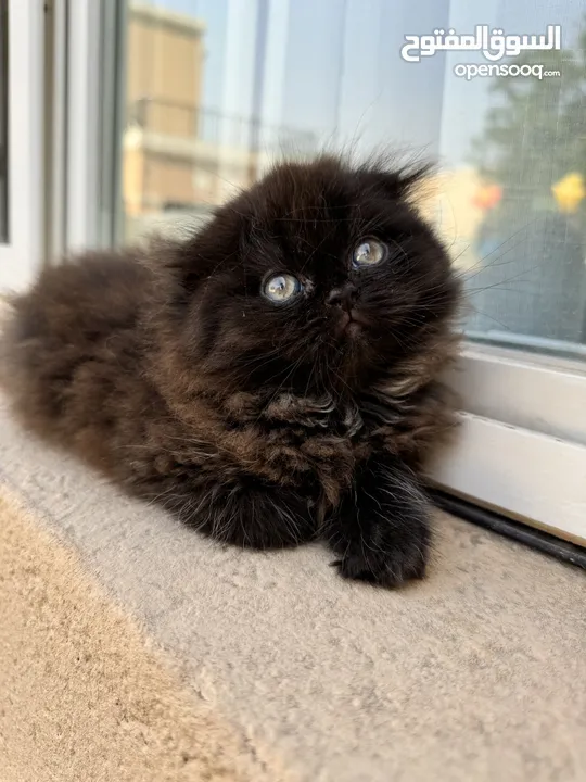 Chocolate Brown Persian Triple coat