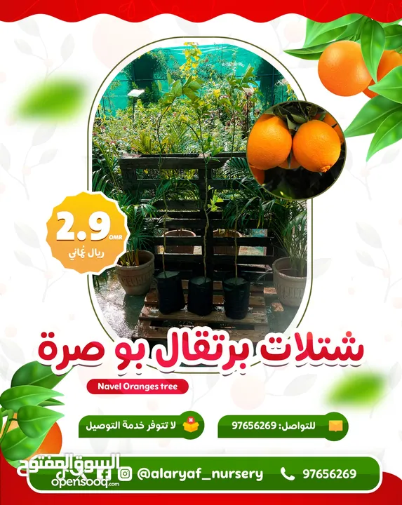 عرض وتخفيض شتلات المانجو والبرتقال بـ 2.9 ريال للشتلة من مشتل الارياف  orange, mango tree offers