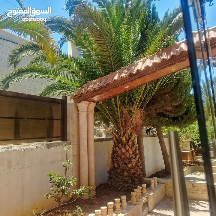 اشجار نخيل