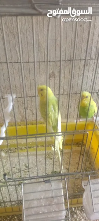 جواز حب شغاله