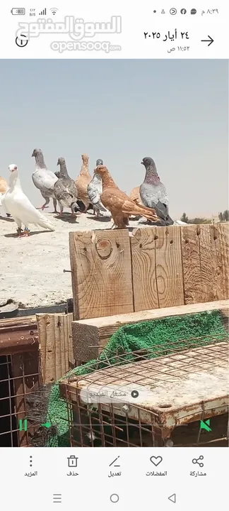 حمام للبيع