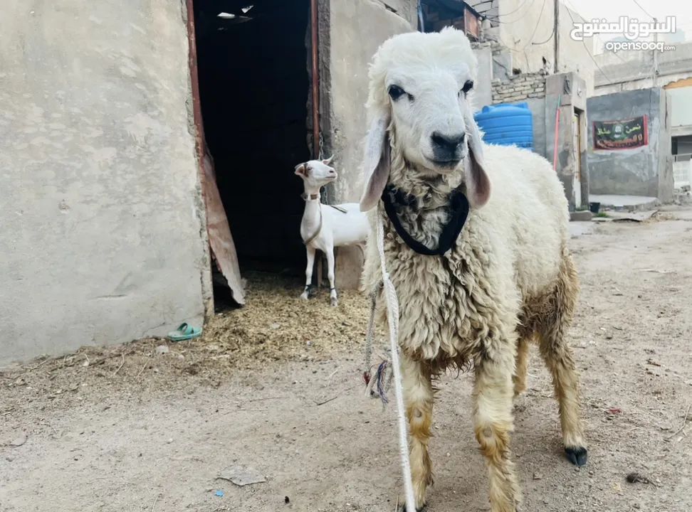 طليان وراجين شرط سمان وشرط مال بيت