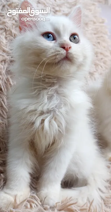 متوفر قط شيرازي فارسي كل عين لون شهرين ونص