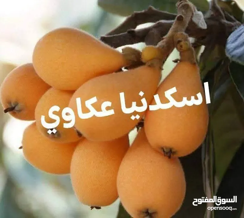 اقوى عروض بالمملكة   يوجد #مختصين #لتقليم #ورش #الاشجار #وصيانه #الحدائق
