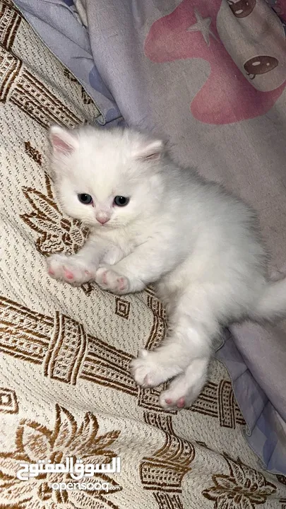قطط سكوتش فولد