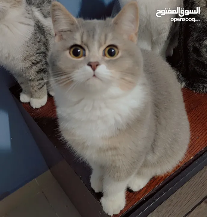 Available kittens for sale high quality breed Cats (Silver British breed & Scottish straight breed.)