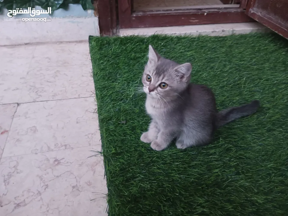 قطط سكوتش فولد للبيع