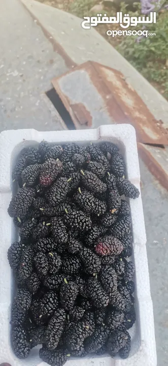 يرجد توت ابيض اسود تركي