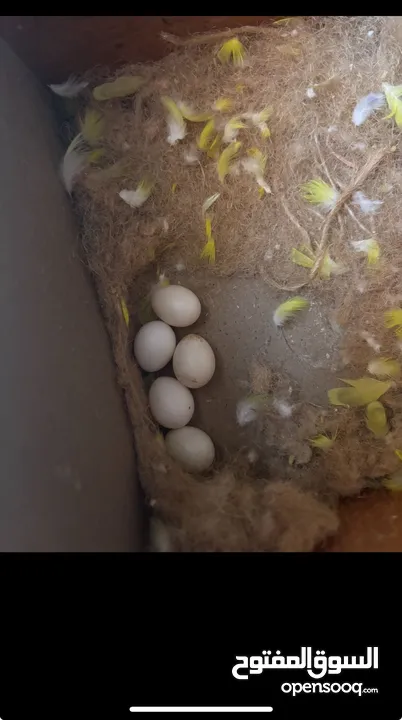 عصافير حب هوجو رومو