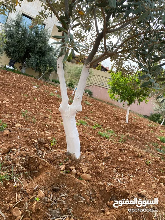 نادره    شرق جرش  تبعد 400 متر عن محطة جو بترول شرق جرش ب 12 كيلو فقط