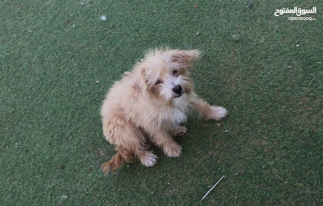 Samoyed male and +ذكر مالتيز بيور