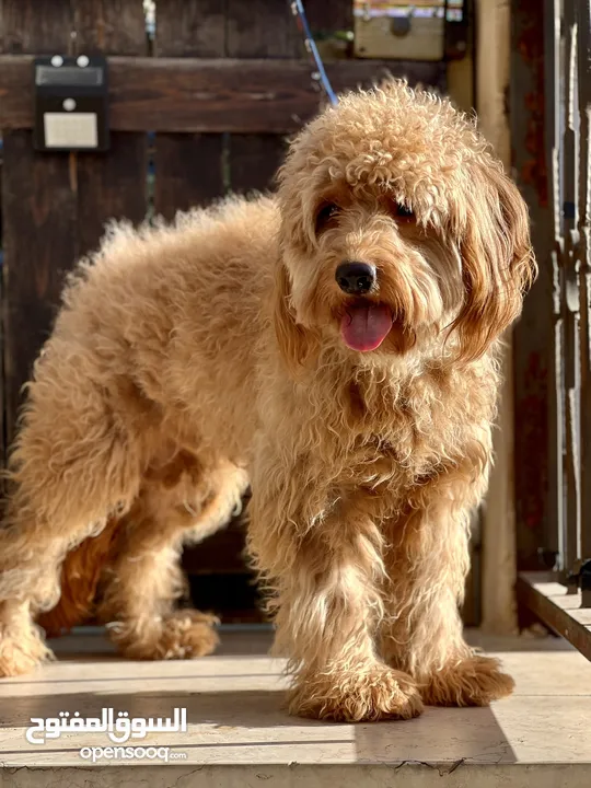 Golden doodle