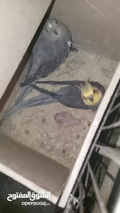 جوز كوكتيل بالصلاة على النبي صحه ونظافة معهن فرخ لون سكني أنتجت منهن وروضة فراخهن البيع لعدم التفرغ.