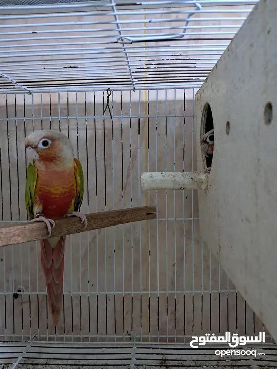 Red factor Pineapple conure for sale