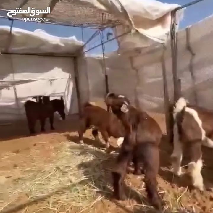 جدايه عيال 4 شهور