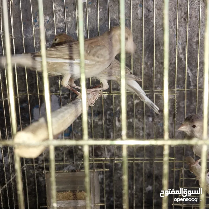 5 مخاليق أعمارهم 9 اشهر