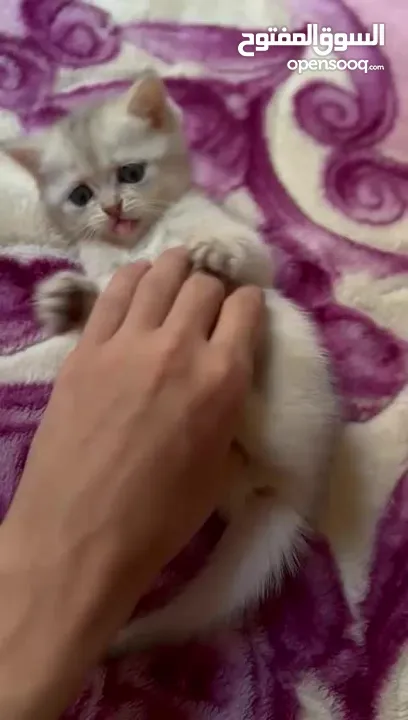 ماشاء الله تبارك الله كتنز سكوتش ستريت للبيع،،،،،،،،،،،،،،،،،..................