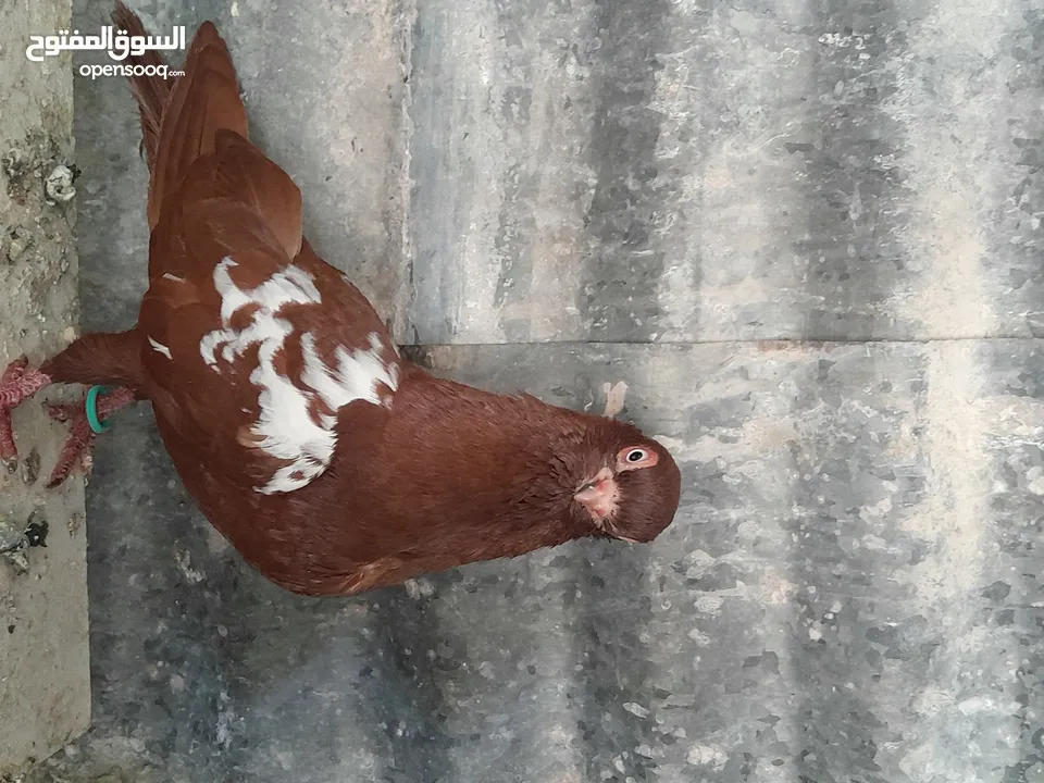 متاح  جواز  حمام الماني  كلو شغال جوز بلوني احمر تحته بيض وطيره مزهوراي حمره مع فرخها  وطيره مسوداي