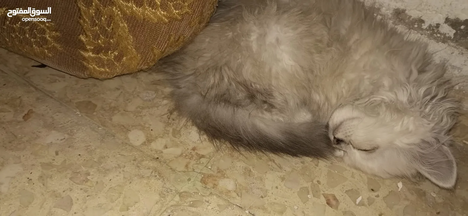 قط هملايا للبيع