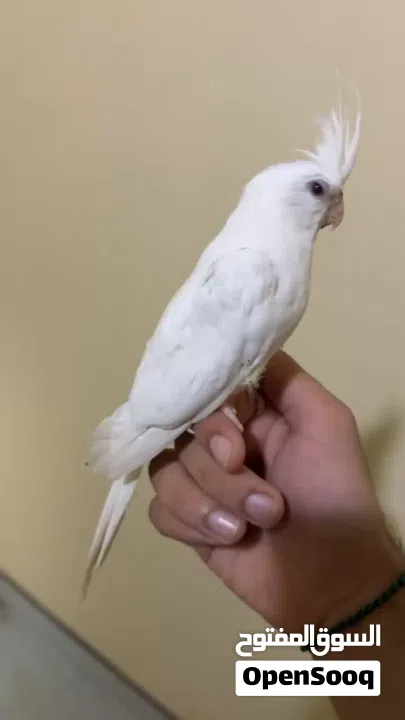 للبيع كوكتيل البينو عيون حمرة