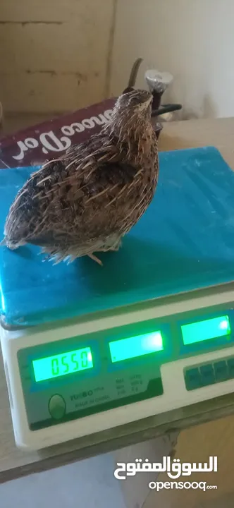 بيض فري سوبر جامبو