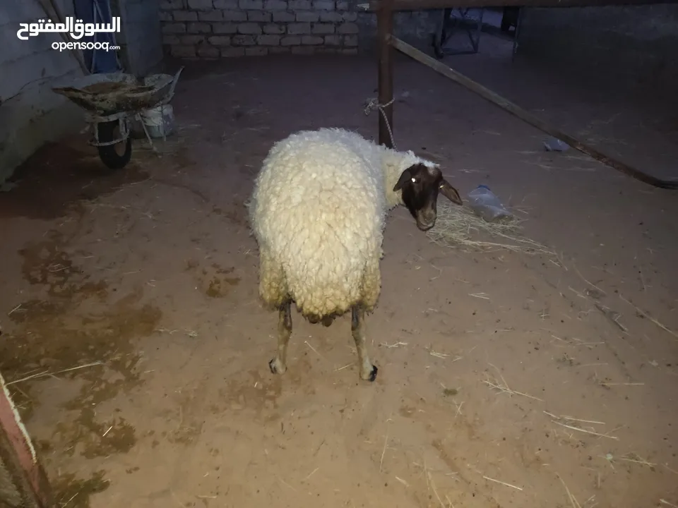 نعجه لله ايبارك