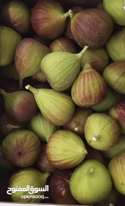 تين تركي براون Fig Fruit