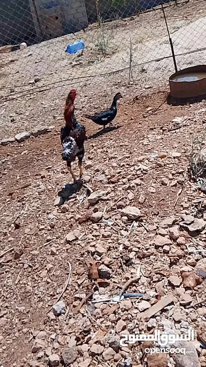 يوجد لدينا ديك باكستاني شغال