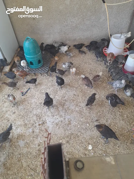 جاج بلدي وسط