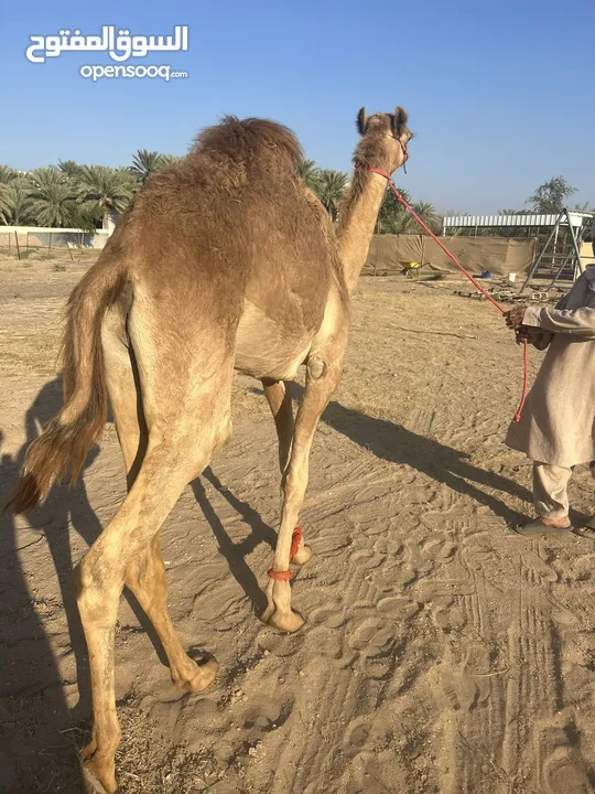 قعدان عقاير محليات سمان فل ونظاف