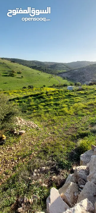 قطعه أرض في اجمل مواقع عجلون