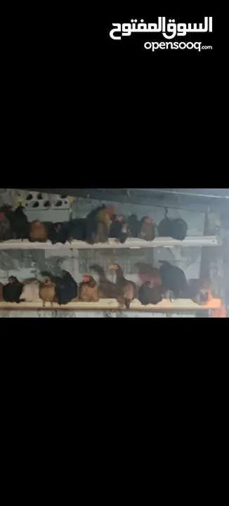 ‏دجاج بلدي نخب أول