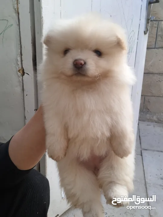 بوميريان للبيع