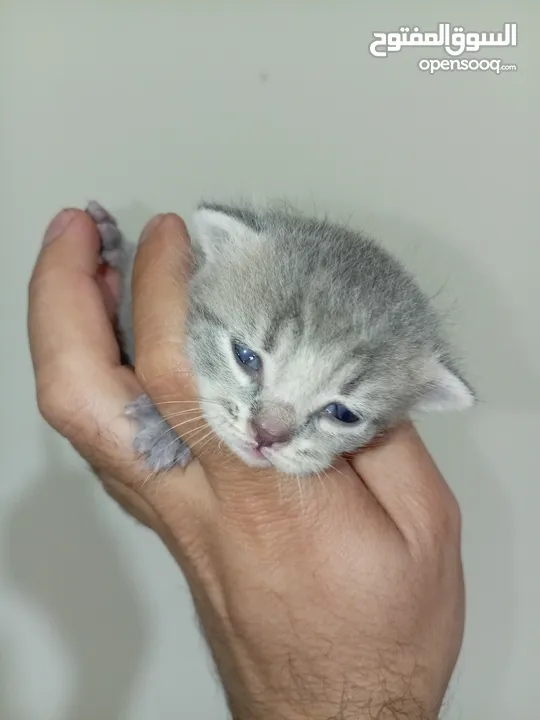 قطه كتنز كتن   و بطه عدد 3 بطات   و سلاحف بريه و قطة سيامي كبيره منتجه  تربيه منزليه لقطه كوم هامستر