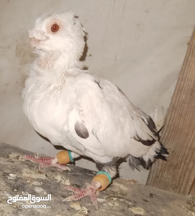 حمام جواز بصلات على نبي الحبه ب دينارين واغلبو تحتيو فراخ وبيض