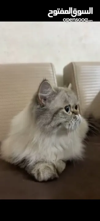 قطه هيمالايا