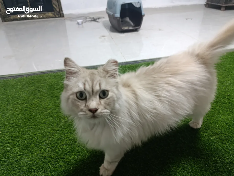 قط شيرازي سبيري