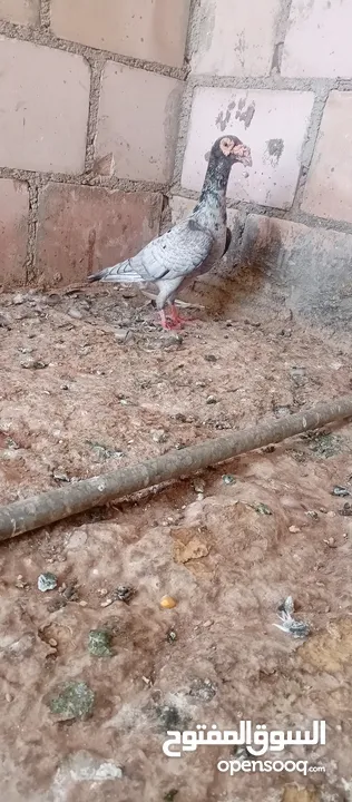 جوز جلوفت قراقطه