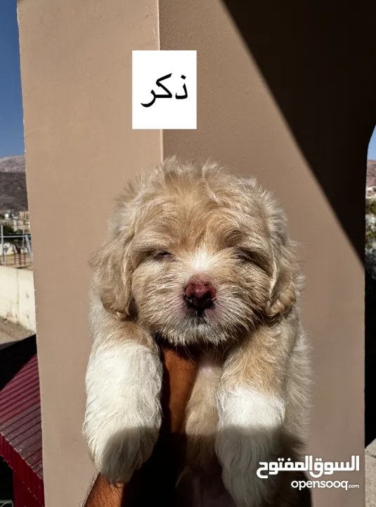 جراء فرينش تيرير للبيع