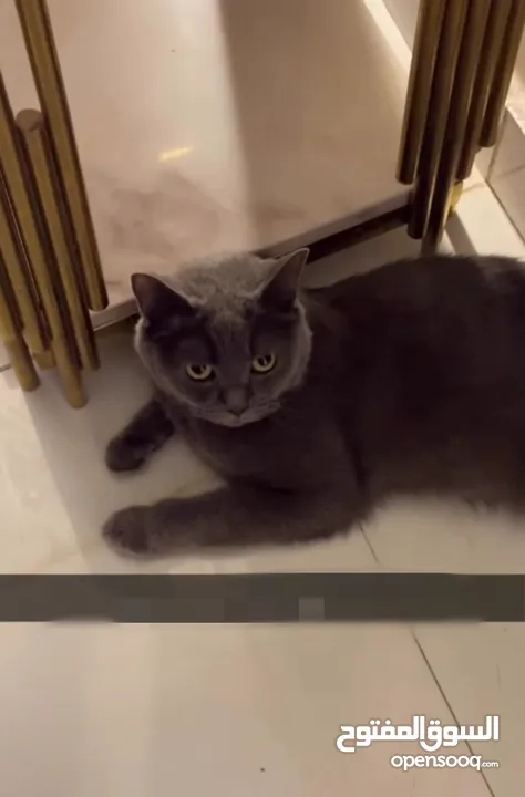 قط للبيع بريطاني