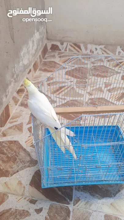 انثي كوكتيل الاتينو