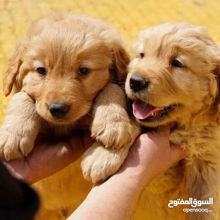 جـــــــراء جولدن مستوى عـــــالي ومميزه للعائله