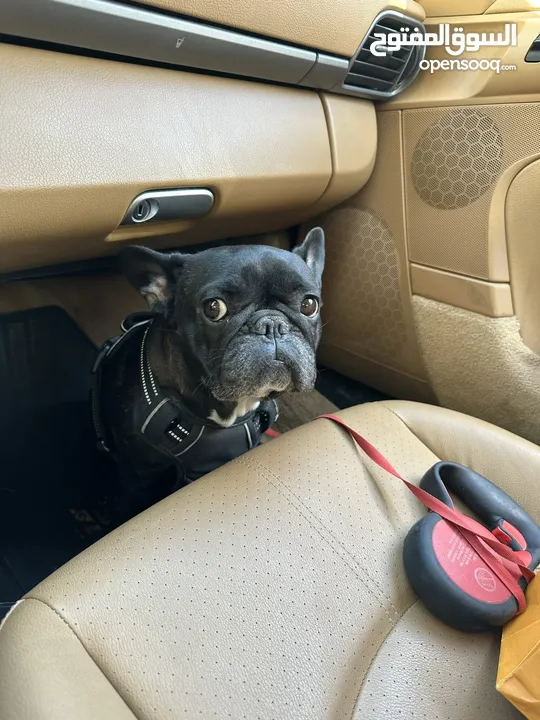 French Bulldog