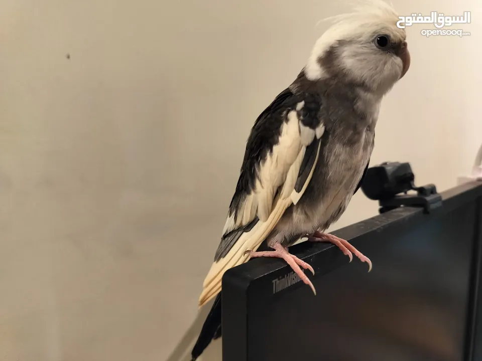 2 FULLY TAMED YOUNG COCKATIELS MALE AND FEMALE