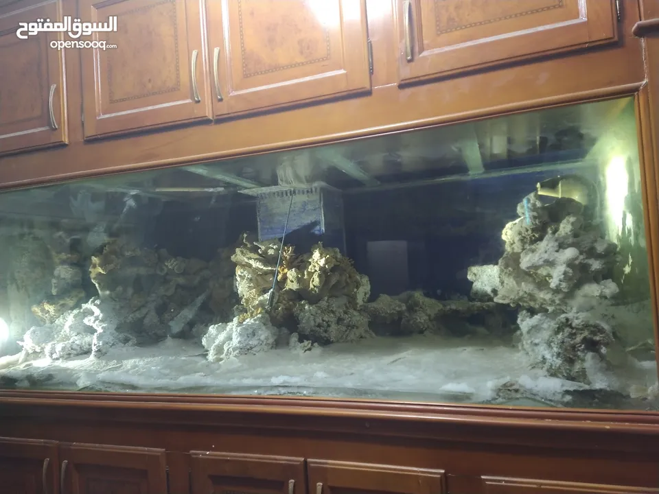 حوض سمك بحري حجم ضخم جدا جدا 240X100x100 إرتفاع الحوض مع البوفيه 270 مع كامل اجهزتو