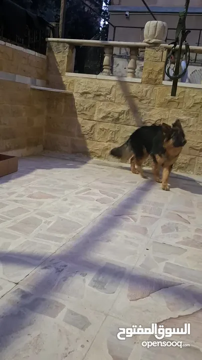 كلبه جيرمن شيبرد كسحه و شعر طول العمر 8 أشهر بصحه ممتازه