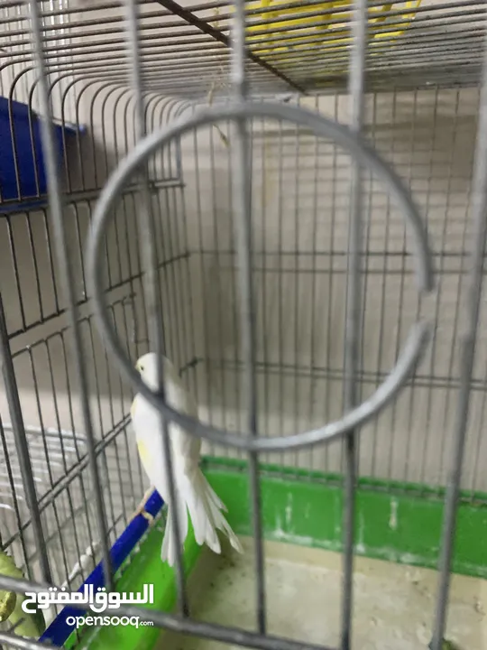 طيور كنار للبيع