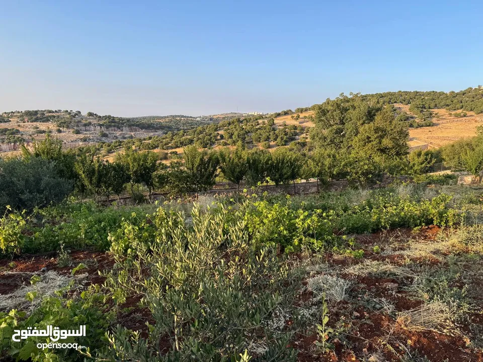 مزرعة في عجلون رأس منيف للبيع